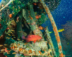 Coral Grouper at Seaventures rig