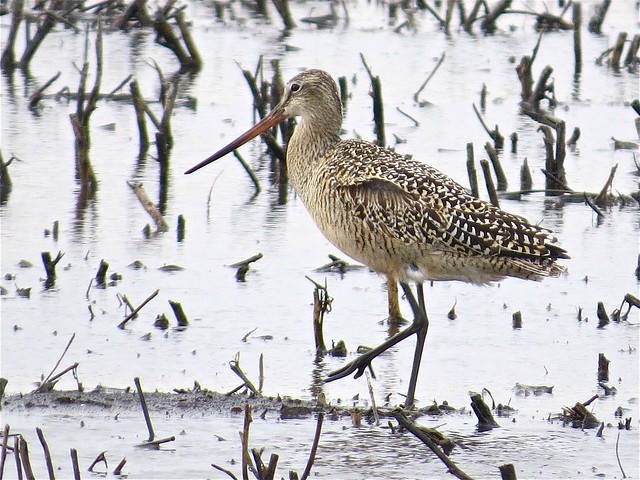 Marbled Godwit in McLean County, IL 05