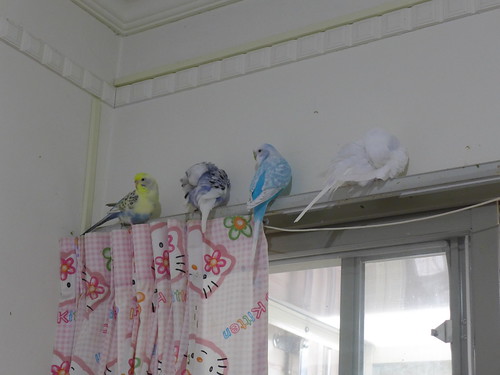鳥寶寶們睡午覺