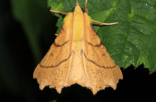 1913 Canary-shouldered Thorn 21566