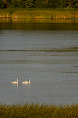 Swan Pair-40718.jpg by Mully410 * Images