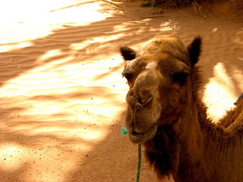 Morocco Camel