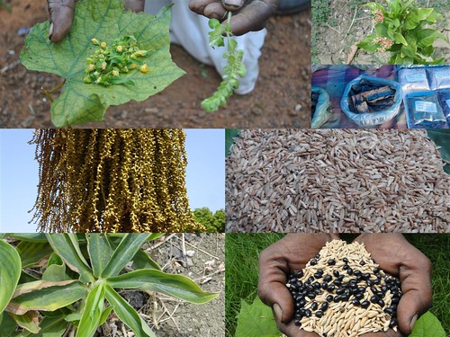 Indigenous Medicinal Rice Formulations for Diabetes and Cancer Complications, Heart, Spleen and Kidney Diseases (TH Group-109) from Pankaj Oudhia’s Medicinal Plant Database by Pankaj Oudhia