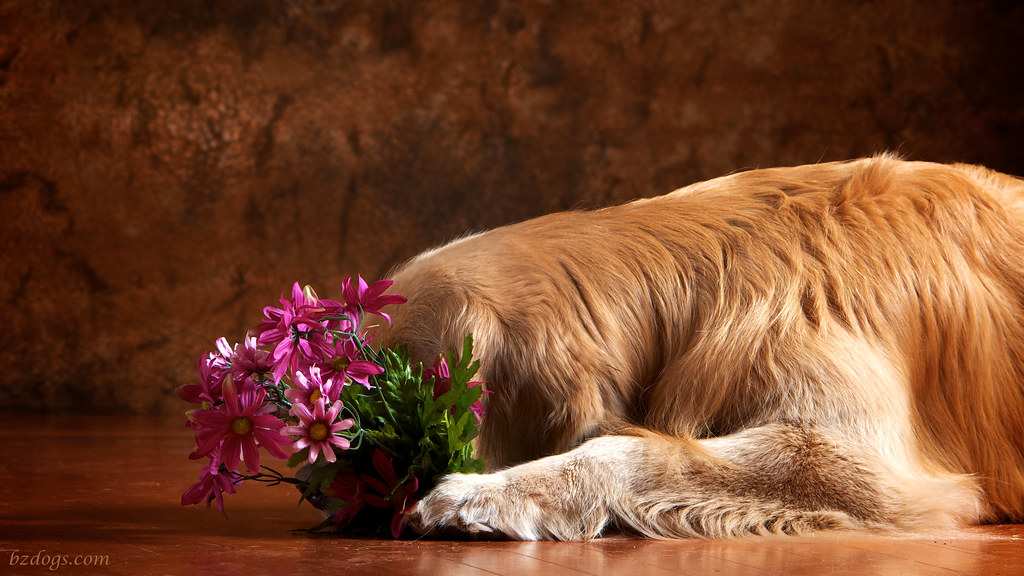 Flower Dog