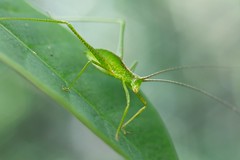 Orthoptera (Cambodia)