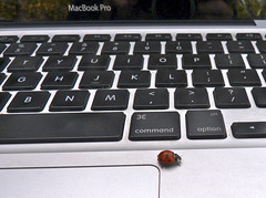 Ladybug Meets Mac