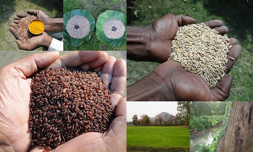 Validated and Potential Medicinal Rice Formulations for Hypertension (उच्च रक्तचाप) with Diabetes mellitus Type 2 (डायबीटीज) Complications (TH Group-330 special) from Pankaj Oudhia’s Medicinal Plant Database by Pankaj Oudhia