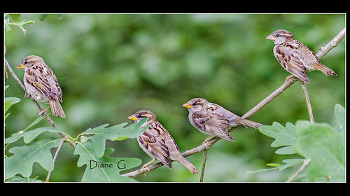 Young Sparrows