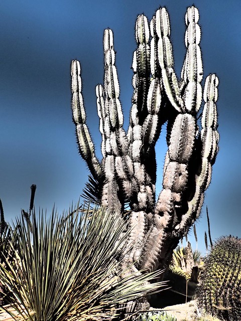 Cactus - Desert Garden Balboa Park - San Diego California