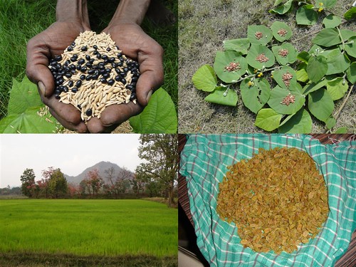 Medicinal Rice Formulations for Diabetes Complications, Heart and Kidney Diseases (TH Group-77 special) from Pankaj Oudhia’s Medicinal Plant Database by Pankaj Oudhia