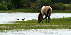 2013 Chincoteague-Assateague Island - Wild Pony Cruise
