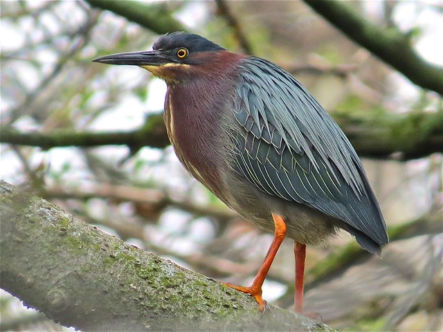 Green Heron at Angler's Pond in Bloomington, IL