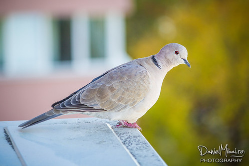 A pigeon on my AC unit by Daniel Mihai