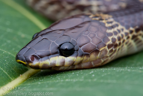 Common Wolf Snake (Lycodon capucinus) IMG_2518 copy
