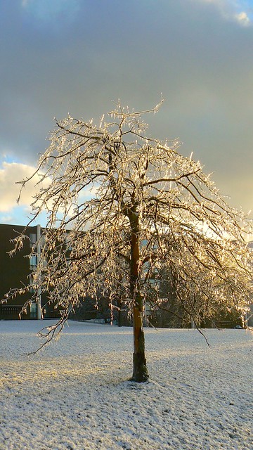 Iced-Over Tree, Michigan, Jan. 2007