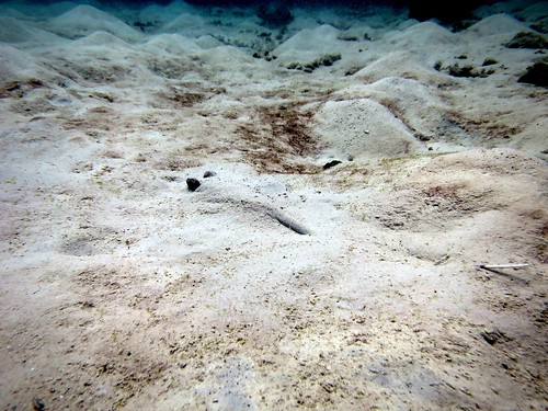Stingray playing hide and seek