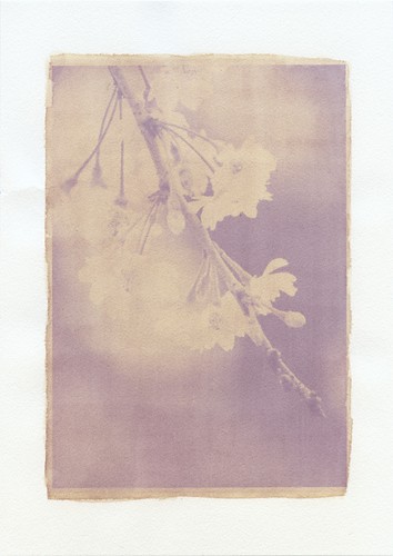 さくらんぼ アンソタイプ | Anthotype of cherry blossoms