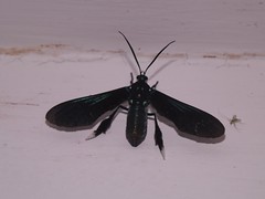 Burnet or Forester moths - Family Zygaenidae 