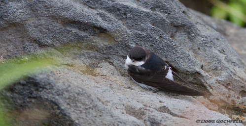 Common (apparently) House-Martin