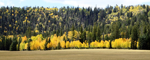 Aspens in Demotte Park-1a by Kaibab National Forest