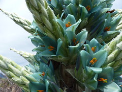 Puya alpestris ssp. alpestris
