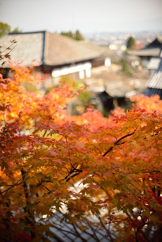 Autumnal leaves of Taima-dera temple No.2.