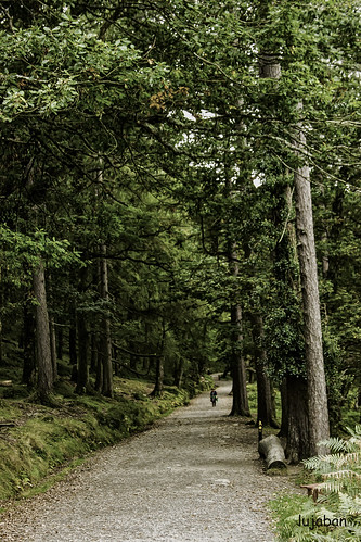 Glendalough Woods ... by lujaban