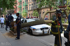 Fallen tree 7th Ave NYC