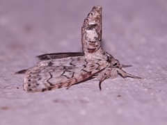 Slug Caterpillar Moths - Family Limacodidae