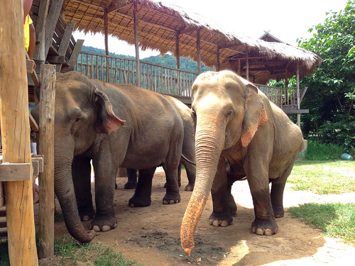 Elephant Nature Park in Chiang Mai, Thailand