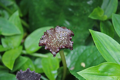 Nelumbonaceae