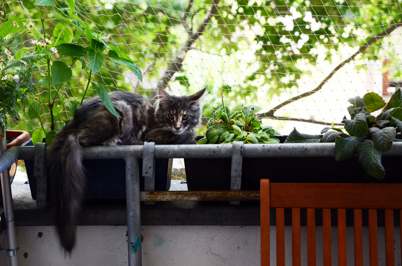  Кошки на балконе 