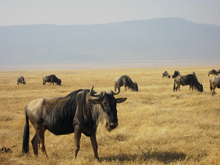 Gnus (Ngorongoro)