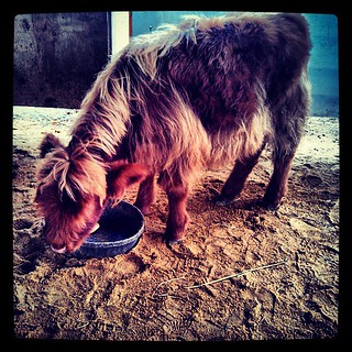 Phoebe the calf #farmanimals #highlandcattle #cow