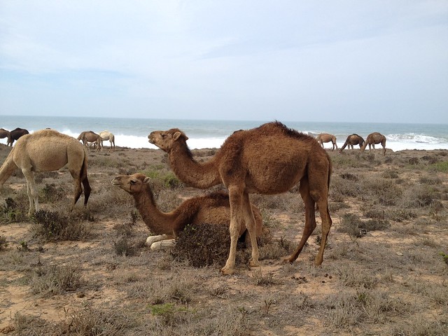 Moroccan camels by the beach 