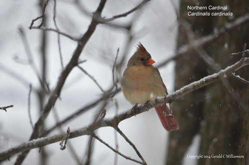 Juvenile Northern Cardinal - Cardinalis cardinalis by USWildflowers, on Flickr
