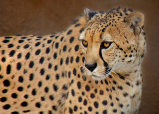 Bakka the South African Cheetah