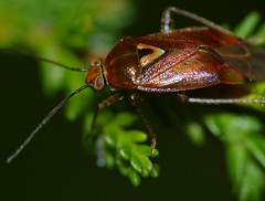 Mirid Bug (Lygus pratensis)