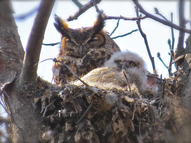 Great Horned Owl at Evergreen Lake 13