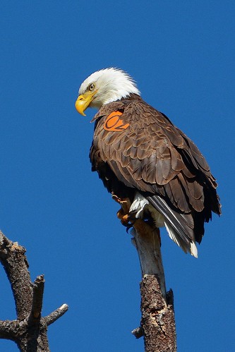 The banded female “K-02” sits in a tree at Lake Hemet. She was born in captivity at the San Francisco Zoo and hacked at Catalina Islands as part of the bald eagle recovery program. When she left the island, she flew extensively around the pacific states and ultimately landed here at Lake Hemet.
