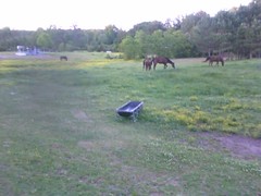 My crazy horses