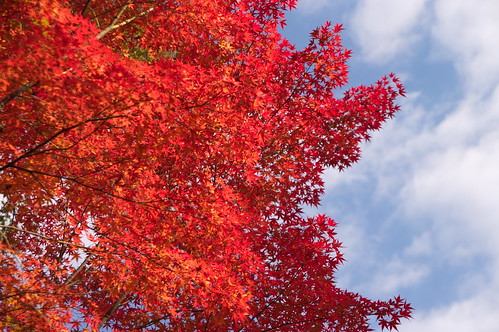 【写真】紅葉 : 鍬山神社