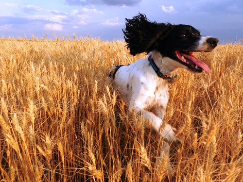 Augie dog running through the wheat