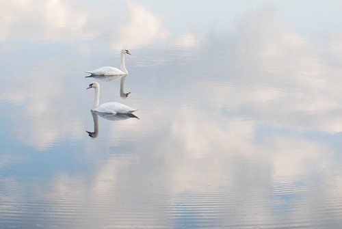 Swans Swim in the Sky by Get The Flick