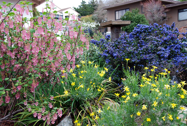 California Native Garden "English Cottage" style - Pasadena, CA