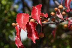 			Klaus Naujok posted a photo:	Leaves from my neigbor's tree.