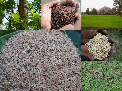 Validated and Potential
Medicinal Rice Formulations for Diabetes mellitus Type 2 and Leukemia
Complications (TH Group-204) from Pankaj Oudhia’s Medicinal Plant
Database