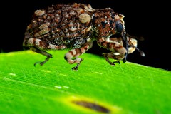 Coleoptera (Vietnam)