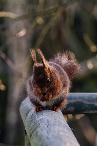 Red Squirrel by McShug