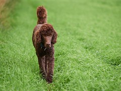 Brown poodle walking on the grass at summertime meadow